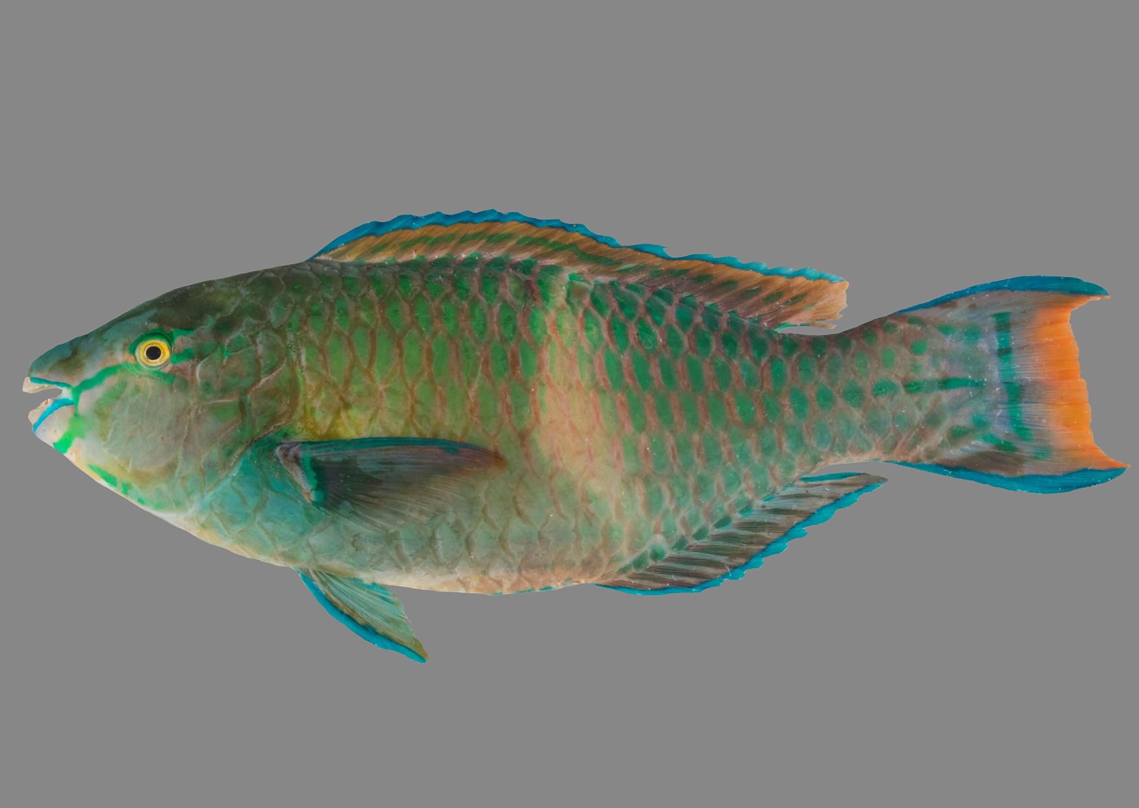 Scarus fuscopurpureus, male, 27 cm SL, Socotra: Hadibo; S.V. Bogorodsky & U. Zajonz